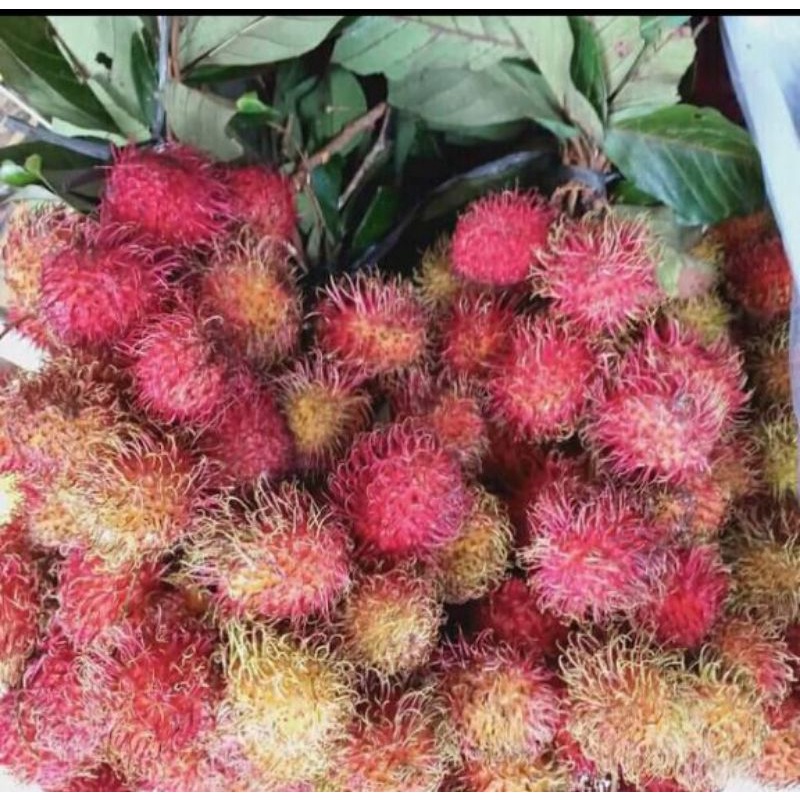 Jual rambutan viral 1kg | Shopee Indonesia
