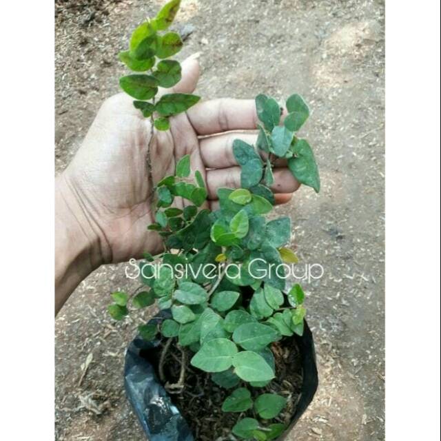 Jual Tanaman Rambat Dolar Daun Kecil / Ficus Pumila / Climbing fig ...