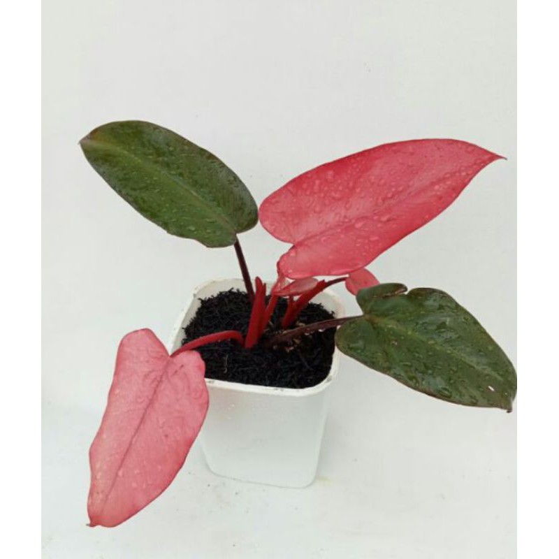 Jual tanaman hias philodendron dark lord pink | Shopee Indonesia
