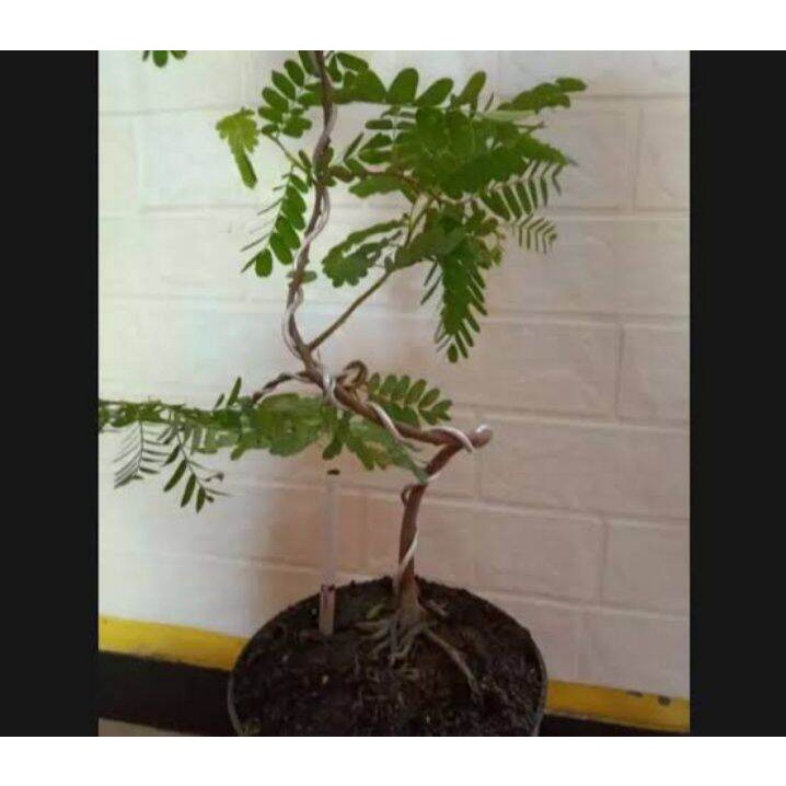 Jual Bibit Tanaman Asam Jawa Bahan Bonsai Unik Tanaman Hias Shopee