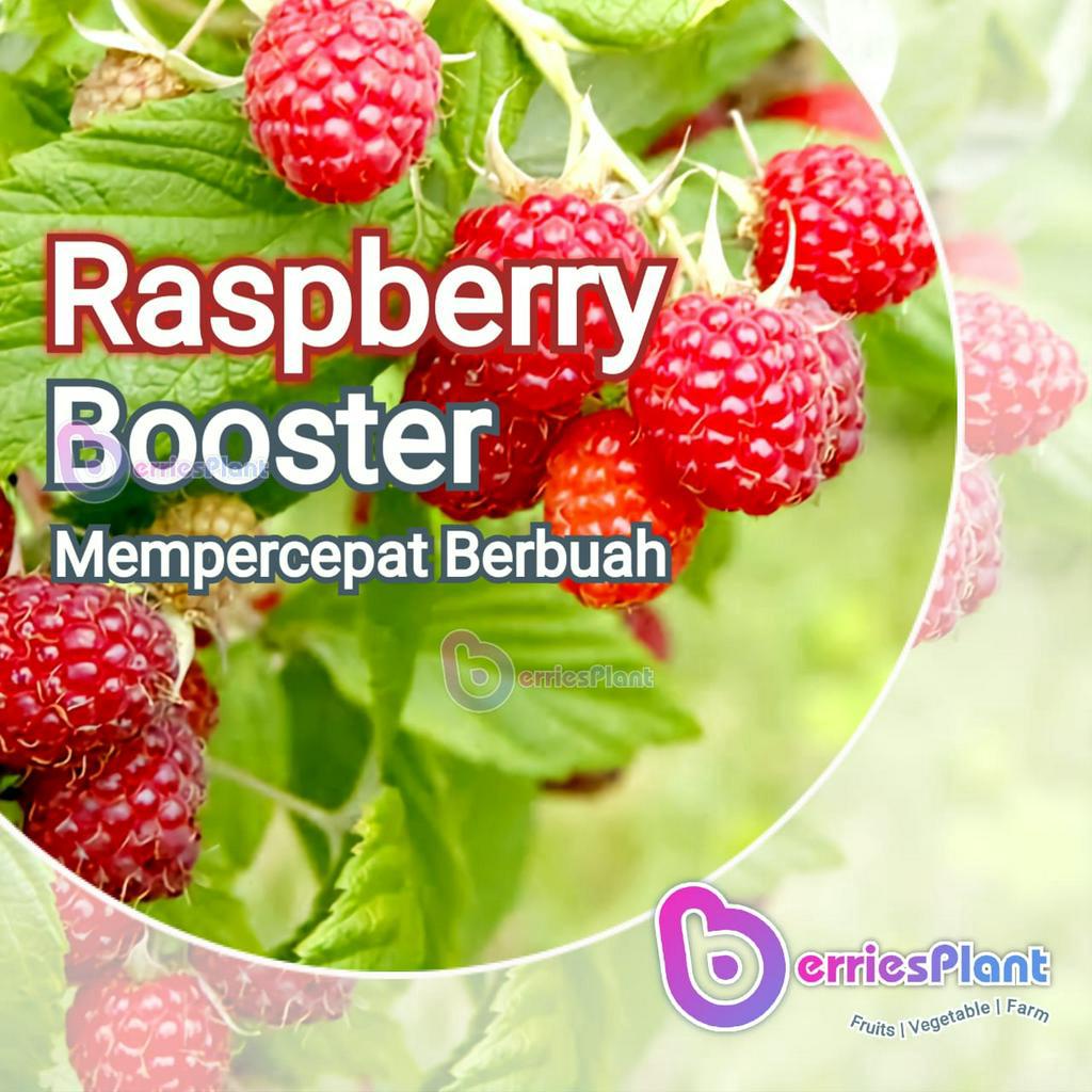 Jual Booster Raspberry SUPER | Mempercepat Berbuah | Perangsang Bunga ...