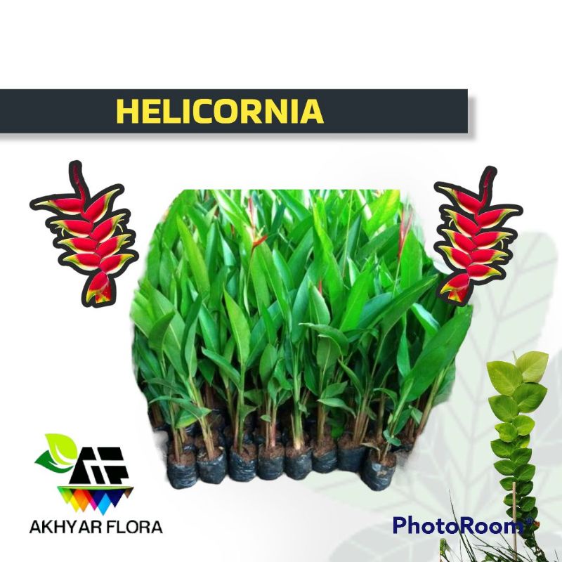 Jual Heliconia Tanaman Hias Pisang Pisangan Helicornia Shopee Indonesia