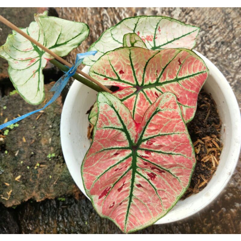 Jual caladium thailand red guava jumbo indukan bonggol umbi besar utuh ...