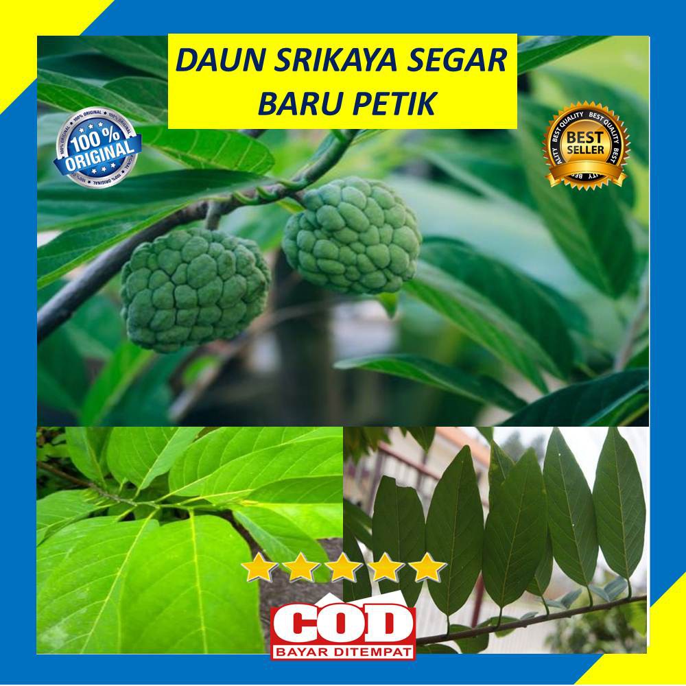 Jual Daun Nona Srikaya Segar 250 Gram Obat Herbal Garoso Annonaq