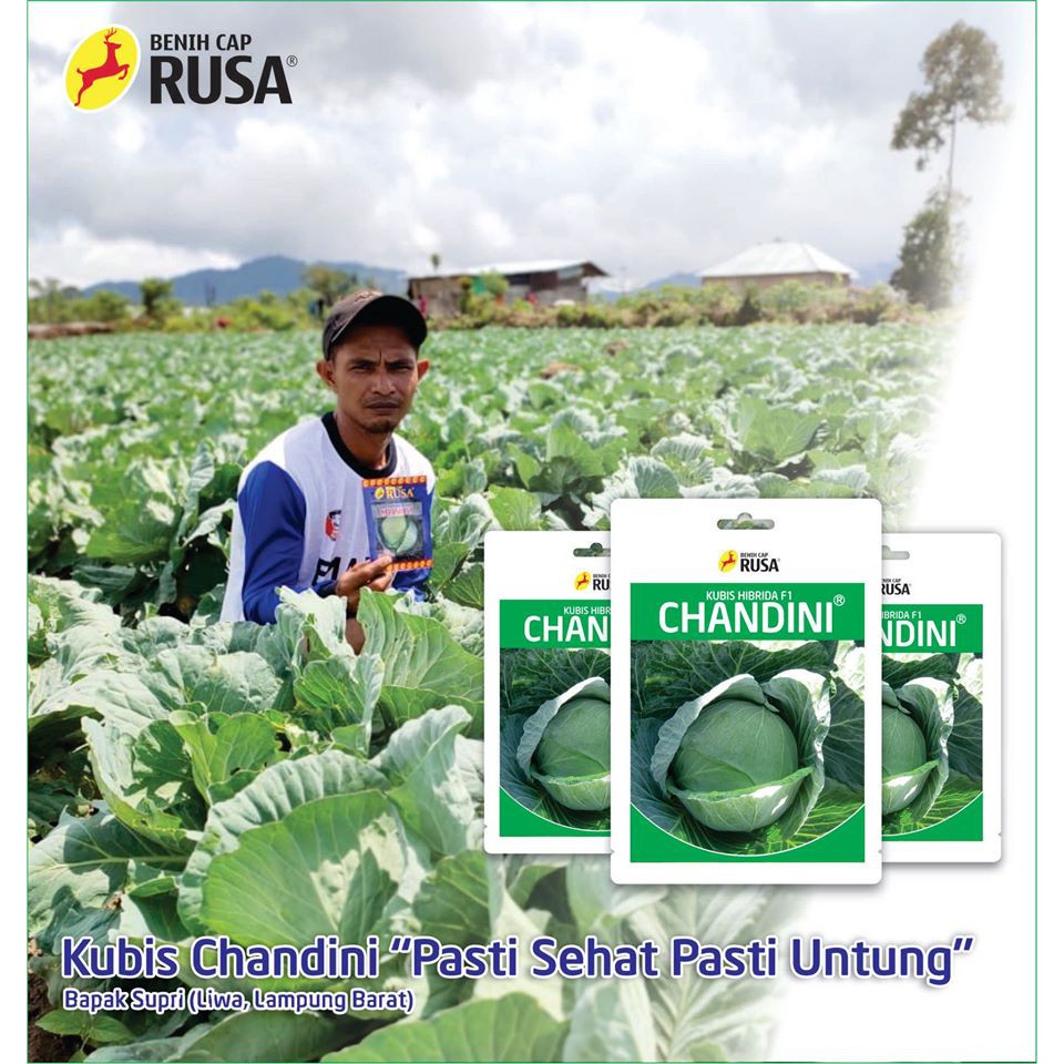 Jual Benih Cap Rusa - 3330 BENIH BIBIT BIJI KUBIS CHANDINI - 25 & 10 ...