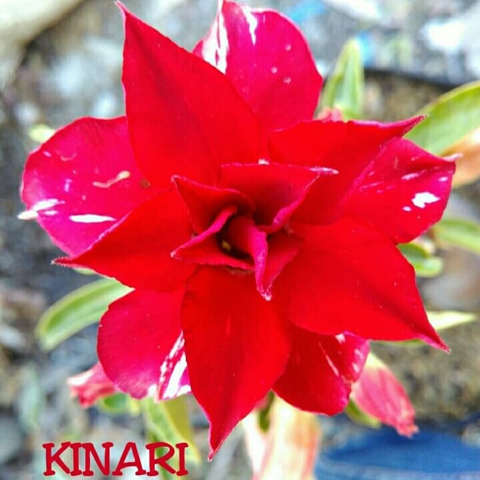 Jual Bibit tanaman hias adenium kamboja jepang bunga tumpuk(KINARI ...