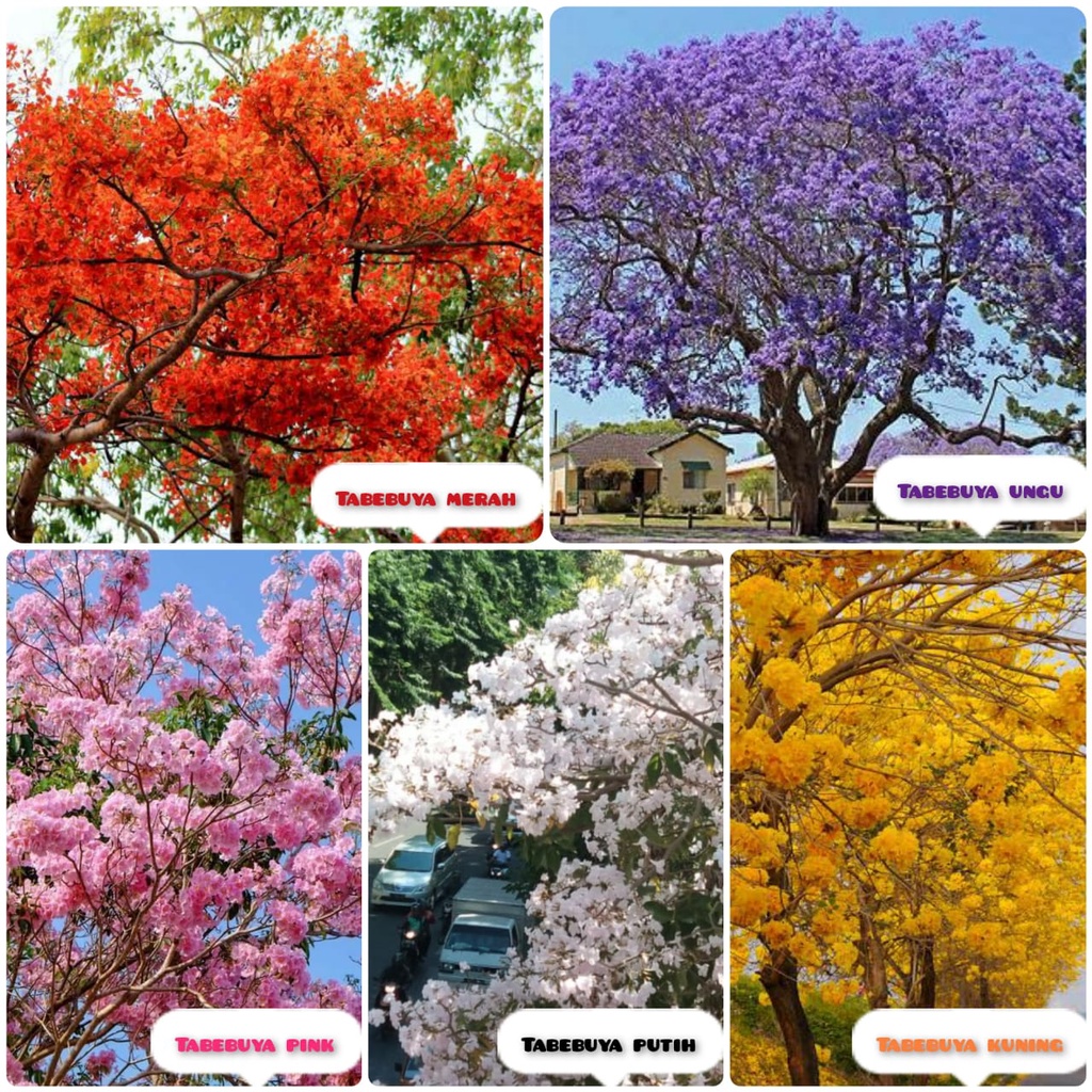 Jual Bibit Tanaman Bunga Pohon Tabebuya ( Kuning, Ungu, Pink, Putih