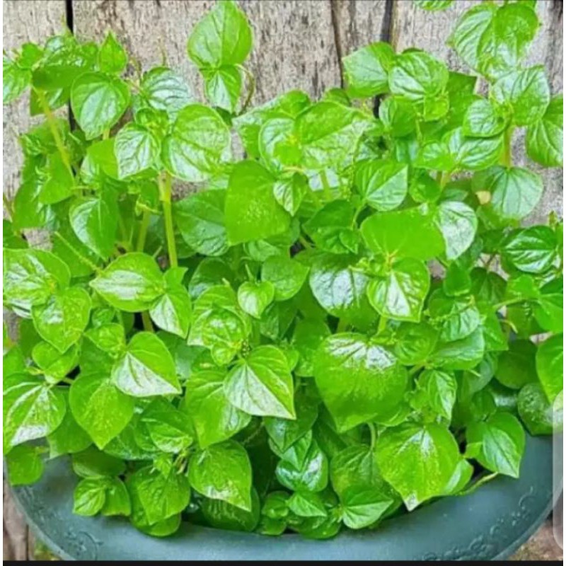 sirih cina/ cehcer kempes/ tumpang air/obat jerawat, dengan akarnya