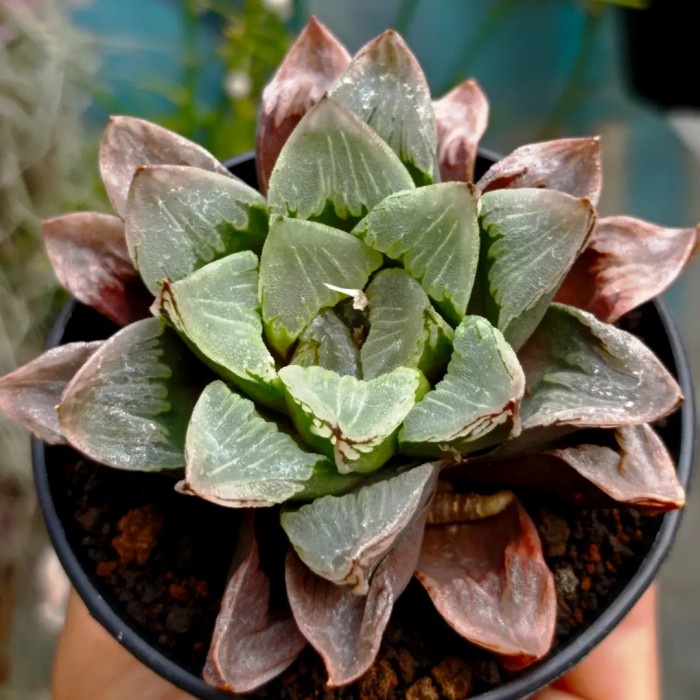 Jual Haworthia Retusa Hyb Kaktus Sukulen Tanaman Hias Shopee Indonesia