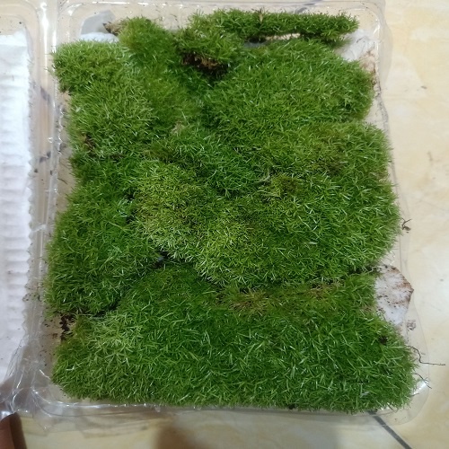 Jual Moss darat/Moss mutiara/Moss spagnum/Moss paludarium, terrarium