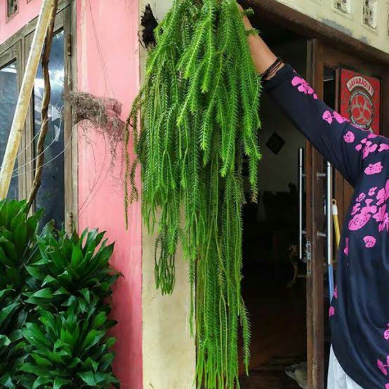 Jual tanaman hias rumpai lycopodium - pakis rumpai | Shopee Indonesia