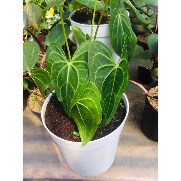 Anthurium Clarinervium x Pterodactyl ( seed grown)
