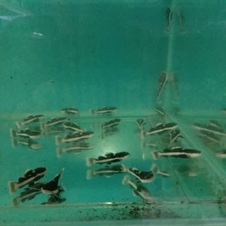 Jual Ikan RTC Terlengkap & Harga Terbaru April 2025 | Shopee Indonesia