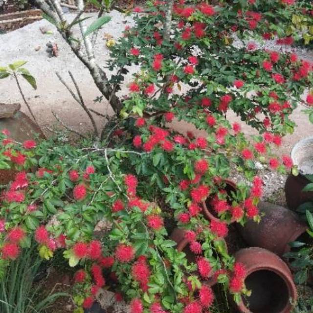 Jual Bibit Tanaman Bunga Kaliandra Merah Tanaman Hias Calliandra