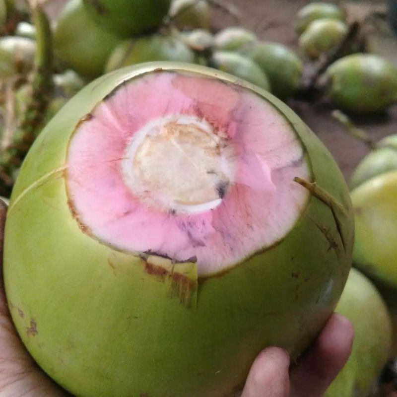 Jual Kelapa Hijau Fresh Organik / Kelapa Merah / Kelapa Obat / Kelapa ...