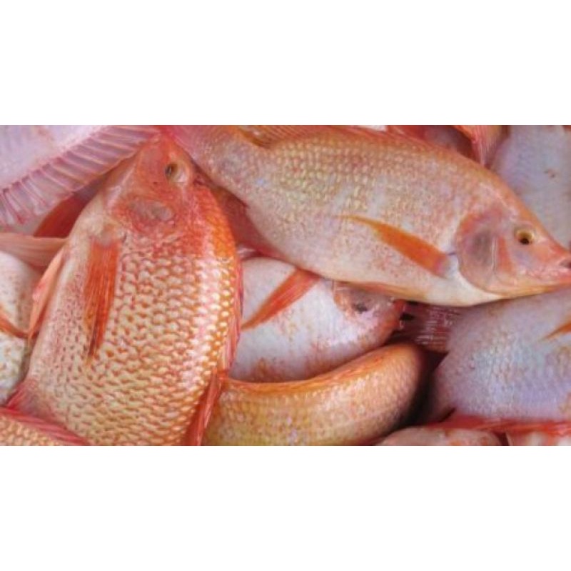 Jual Ikan Nila Per Kg Shopee Indonesia