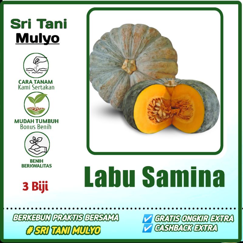 Jual 3 Biji - Benih Labu Hibrida SAMINA F1 - Labu Kuning - Benih Waluh ...