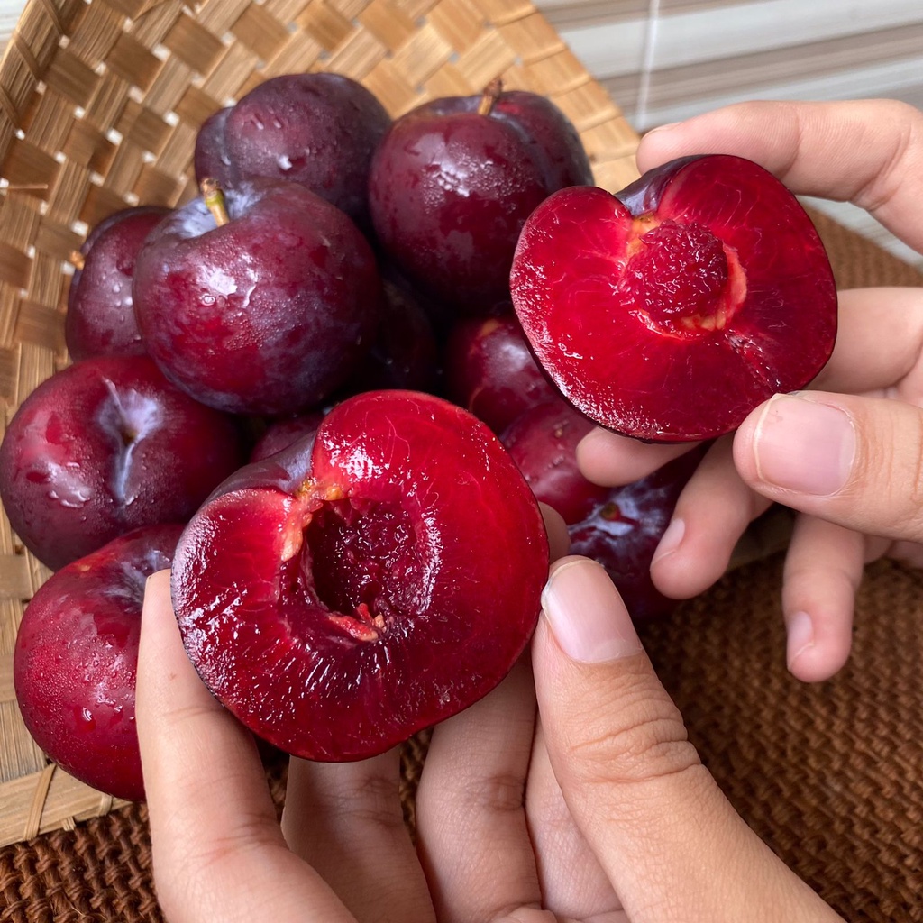 Jual Manganobuah - Plum | Shopee Indonesia