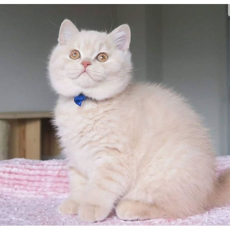 Jual kucing British shorthair | Shopee Indonesia