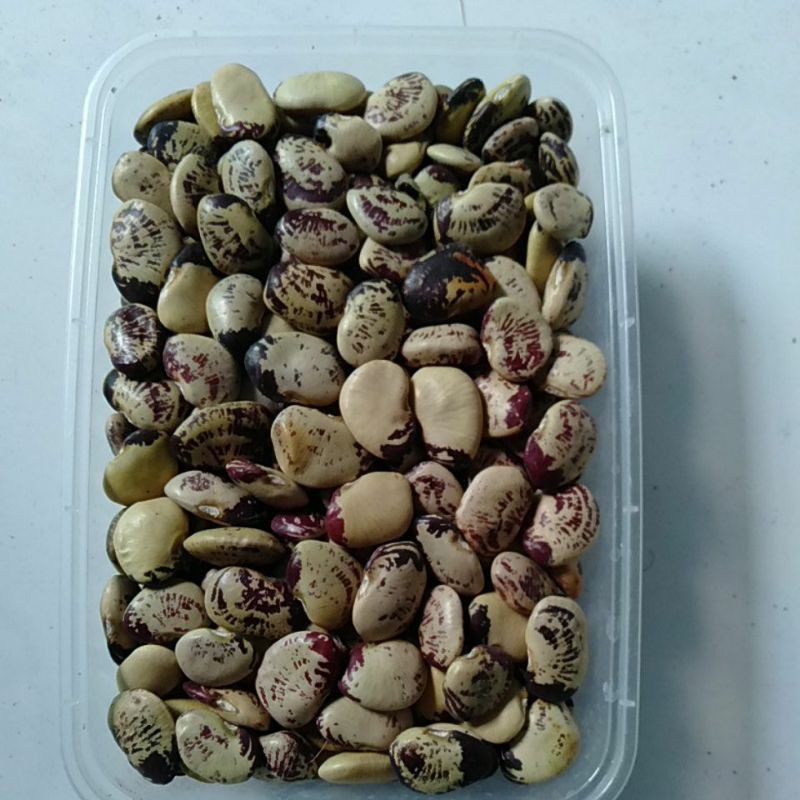 Jual Kacang Bahan Roti ~Board Bean ~Fava Bean~Koro sayur | Shopee Indonesia