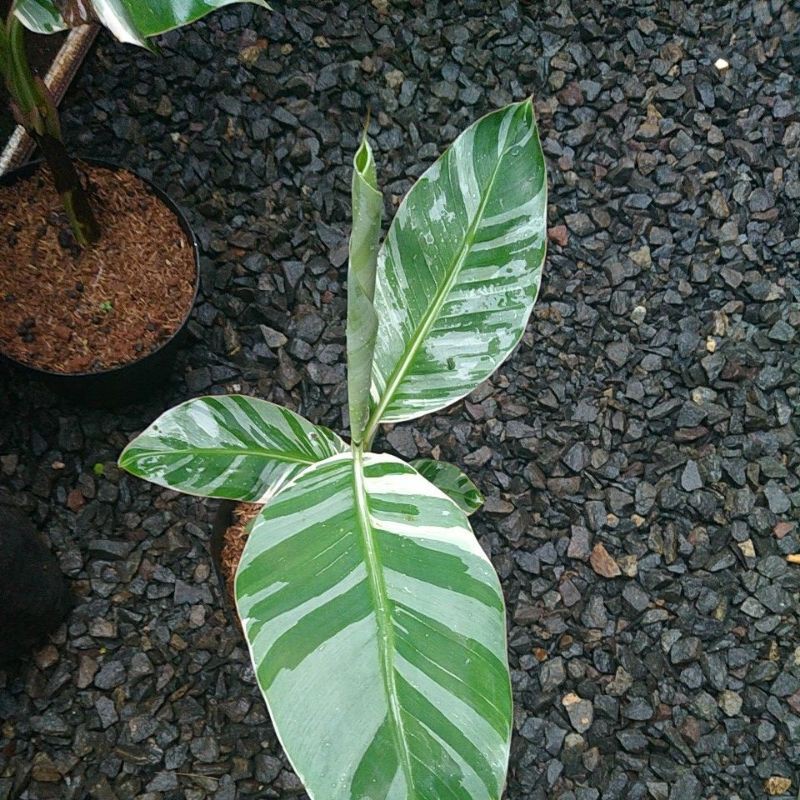 Jual taneman hias pisang valigata/pisang varigata | Shopee Indonesia