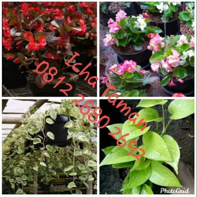 Jual Paket Tanaman Hias Gantung Pohon Begonia Merah Pink Pohon Teplan