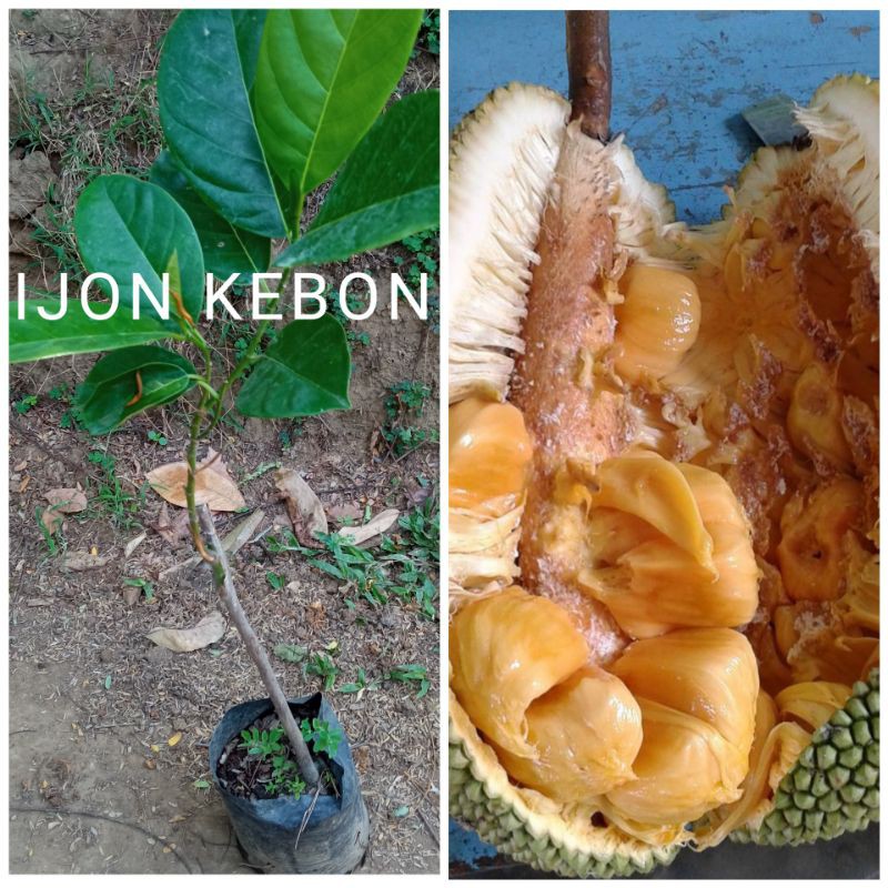 Jual Bibit Buah Nangkadak Okulasi Persilangan Nangka Dan Cempedak ...