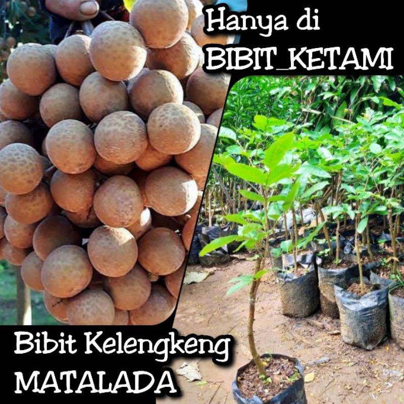 Jual Bibit Kelengkeng MATALADA (Hawai Matalada) - Kategori Standart ...