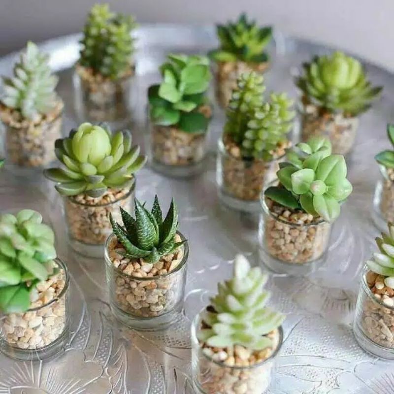 Jual BISA PILIH JENIS Terrarium Kaktus Sukulen / Tanaman Hidup / Mini