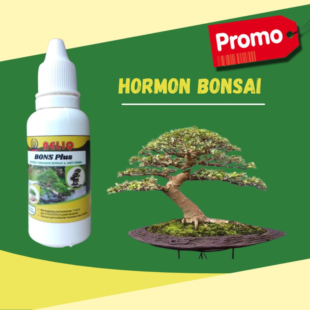 Jual Bonsai Bambu Kuning Hormon Bons Plus Khusus Bonsai Tanaman Mini