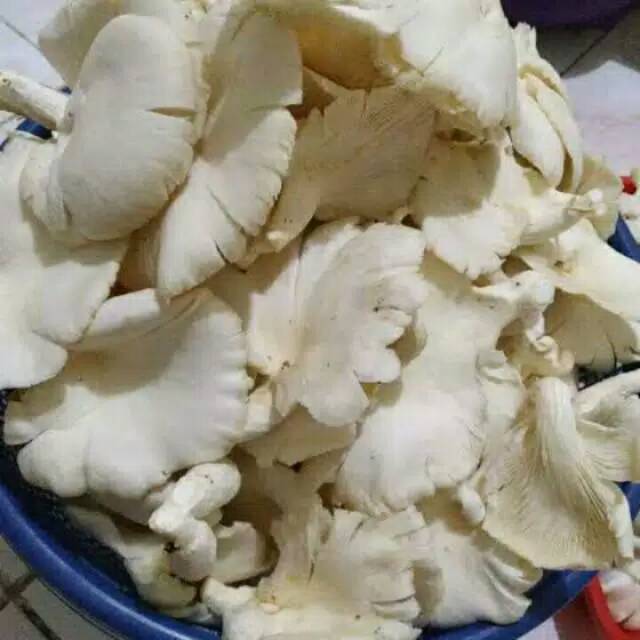 Jual Puri Segar Shop, Jamur Tiram 250 Gr (ORDERAN PAGI HARI) Shopee