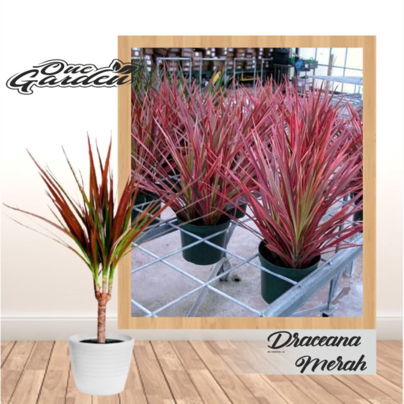 Jual TANAMAN HIAS TRICOLOR (Dracaena Marginata Tricolor) | Shopee Indonesia