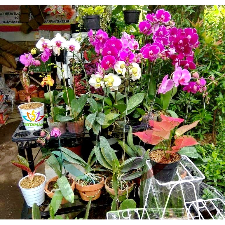 Jual Anggrek Bulan/Phalaenopsis Amabilis (Orchidaceae) | Shopee Indonesia