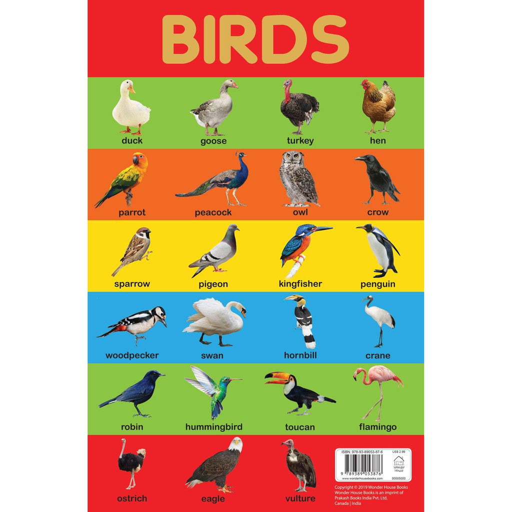 Jual Birds Chart - Early Learning Educational Chart For Kids | Shopee ...
