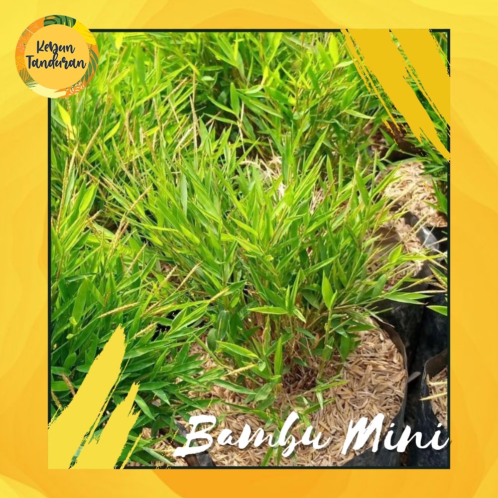 Jual Tanaman Bambu Mini Micro Jepang Murah | Shopee Indonesia
