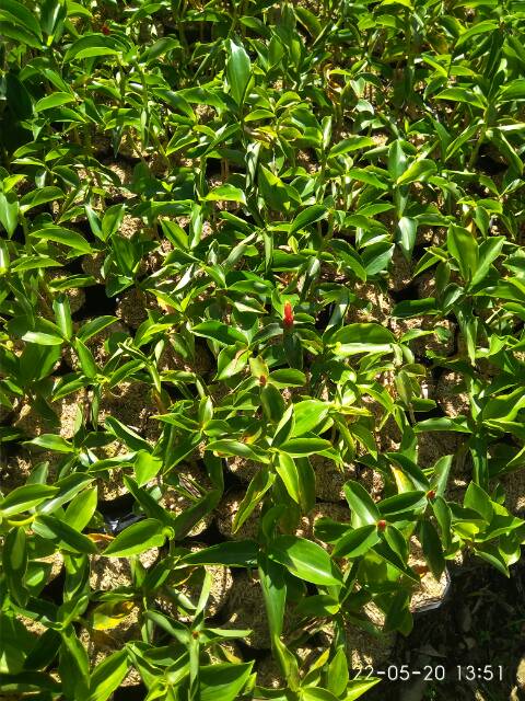 Jual Pacing pentul | Shopee Indonesia