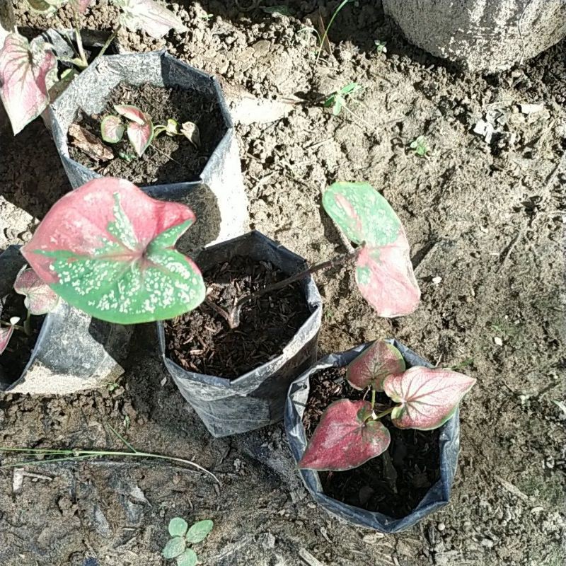 Jual caladium topeng dan infinity | Shopee Indonesia