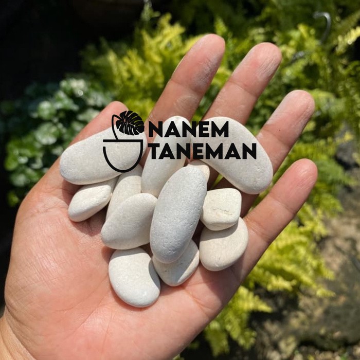 Jual Nanem Taneman Batu Koral Putih Besar 1 kantong 300gram