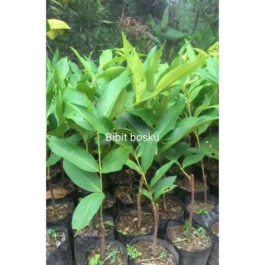 Jual Jambu Air Kancing Merah Cepat Berbuah (Asli) | Shopee Indonesia