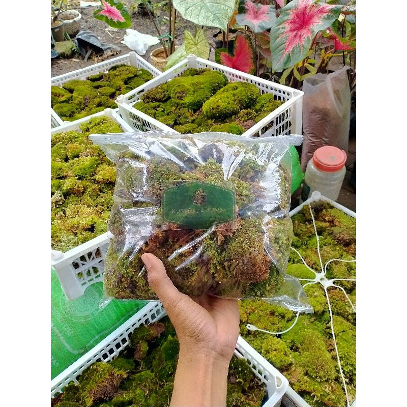 Jual Media Forrest Moss 6Kg (untuk topping juga ok) | Shopee Indonesia