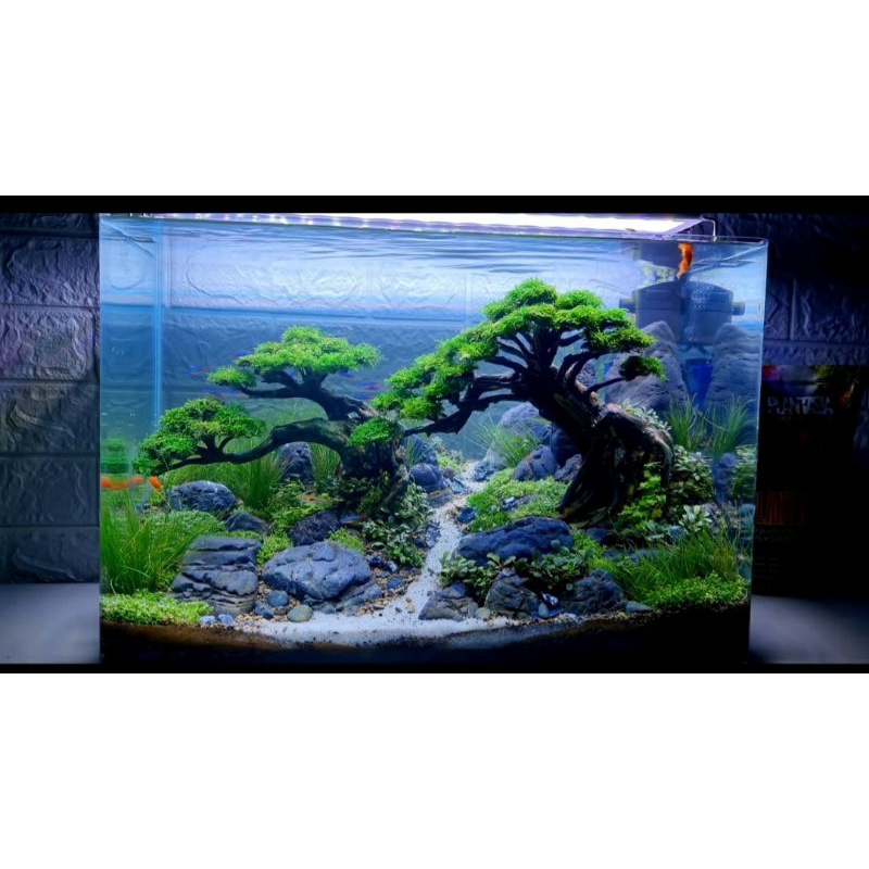Jual BONSAI AQUASCAPE (BONUS MOSS) Shopee Indonesia