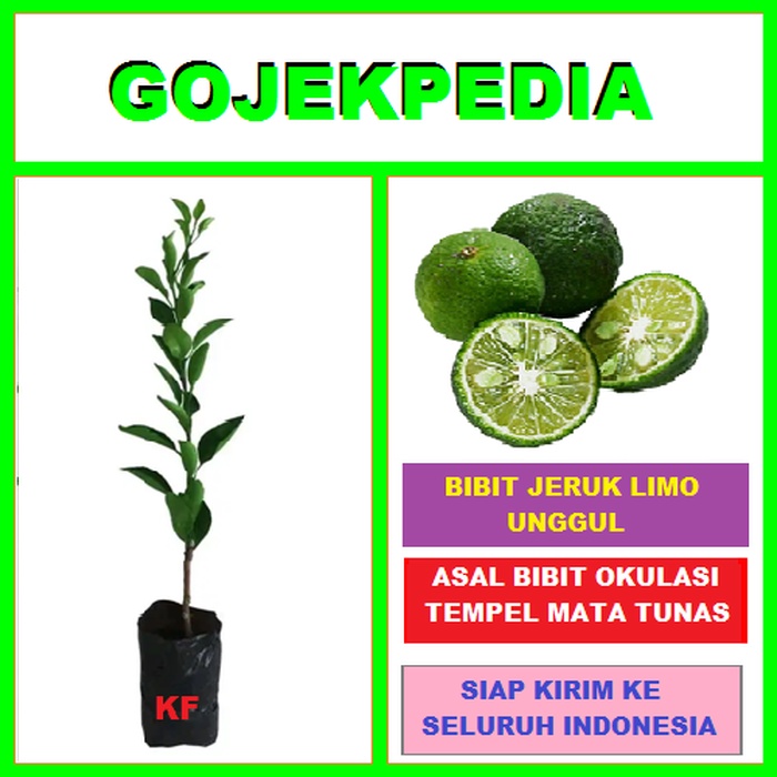 Jual Sale Bibit Jeruk Limo Bibit Limo Pohon Jeruk Limau Buah Jeruk Limo Shopee Indonesia 1667