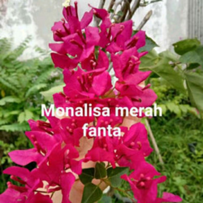 Jual PROMO!!TANAMAN HIAS BUGENVIL BUNGA KERTAS//MONALISA MERAH FANTA ...