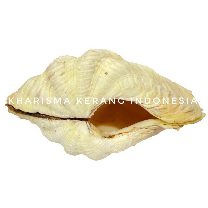 Jual CALM SHELL KERANG KIMA KERANG LAUT KIMA KERANG KIMA KERING KERANG ...