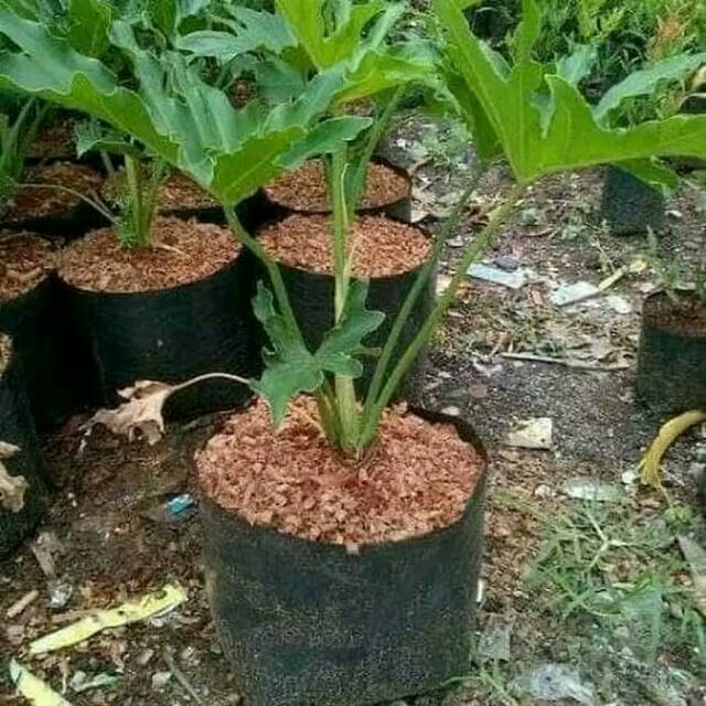Jual bunga pilo Harga Terbaik & Termurah Juni 2026 | Shopee Indonesia