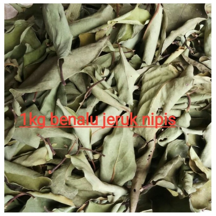 Jual Benalu jeruk nipis kering daun dan ranting 1 kg | Shopee Indonesia