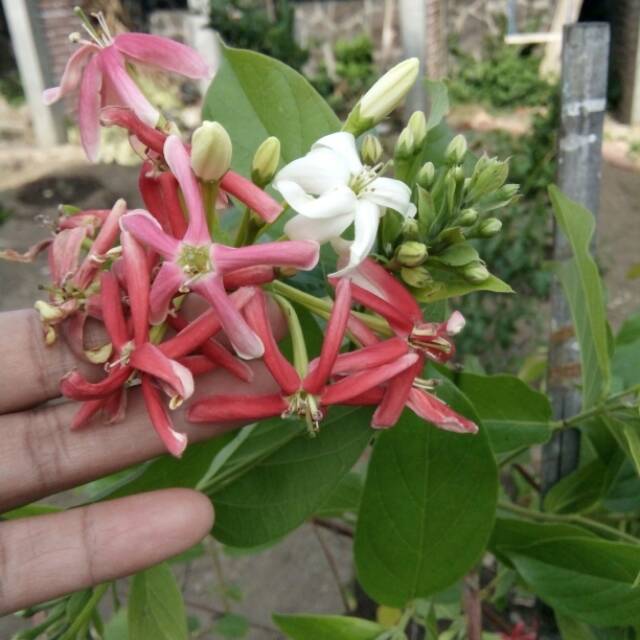 Jual Tanaman hias rambat melati belanda | Shopee Indonesia