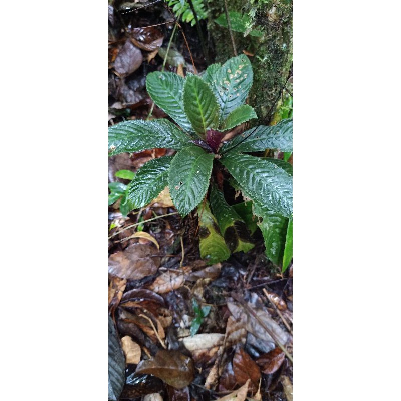 Jual Tanaman Elatostema rugosum Sumatera Tanaman Hutan Sumatera Indoor ...