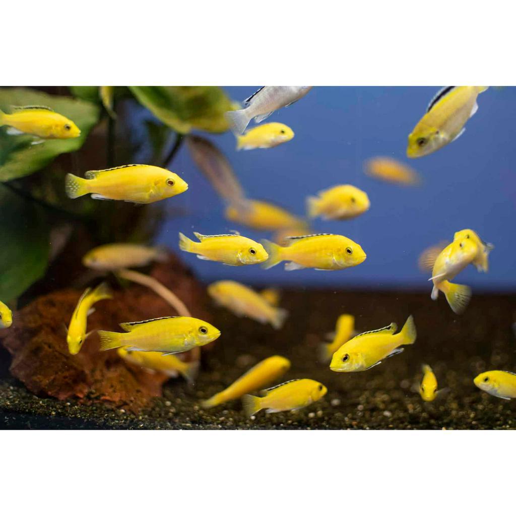 Jual Lemon Cichlid Ikan Hias Aquascape Air Tawar Shopee Indonesia