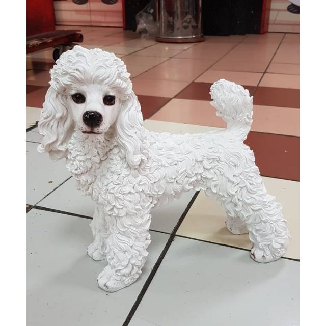 Jual store standard poodle